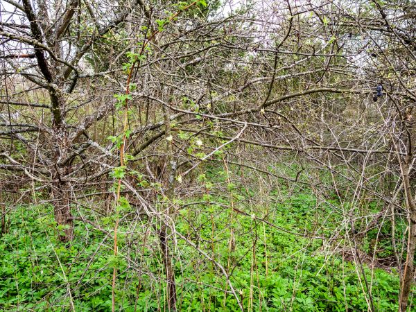 Underbrush Clearing in Puyallup