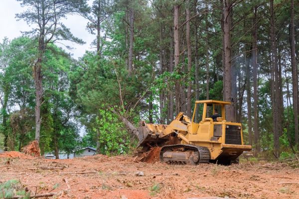 Forest Thinning in Puyallup