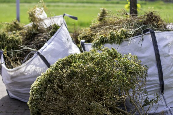 Bushes Clearing in Puyallup