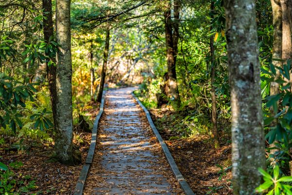 Trail Clearing in Puyallup